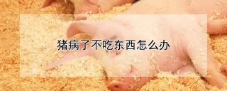 猪病了不吃东西怎么办,第1图