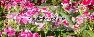 石竹播种后多久开花,第1图