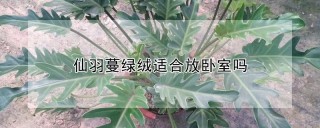 仙羽蔓绿绒适合放卧室吗,第1图