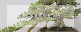 珍珠松盆景的养殖方法,第1图