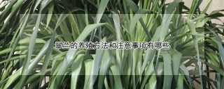 翠兰的养殖方法和注意事项有哪些,第1图