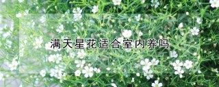 满天星花适合室内养吗,第1图