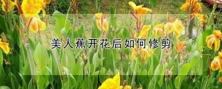 美人蕉开花后如何修剪,第1图