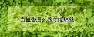 百里香怎么养才能爆盆,第1图