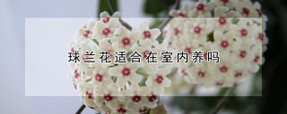 球兰花适合在室内养吗,第1图