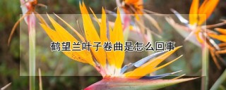 鹤望兰叶子卷曲是怎么回事,第1图