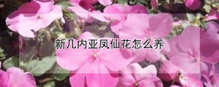 新几内亚凤仙花怎么养,第1图