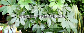 鸭掌木把主干剪掉还可以活吗,第1图