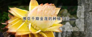 佛花千瓣金莲的种植方法,第1图