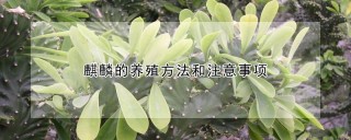 麒麟的养殖方法和注意事项,第1图