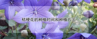 桔梗花的种植时间和种植方法,第1图