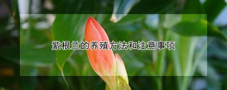 紫根兰的养殖方法和注意事项,第1图