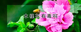 木槿花有毒吗,第1图