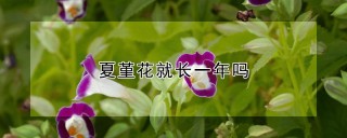 夏堇花就长一年吗,第1图