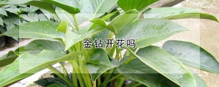 金钻开花吗,第1图