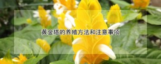 黄金塔的养殖方法和注意事项,第1图