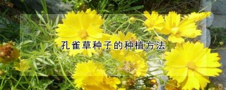 孔雀草种子的种植方法,第1图