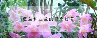 葱兰和韭兰的哪个好养,第1图