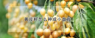 黄皮籽怎么种成小盆栽,第1图