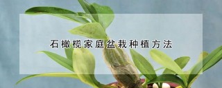 石橄榄家庭盆栽种植方法,第1图