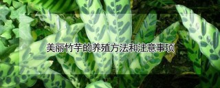 美丽竹芋的养殖方法和注意事项,第1图