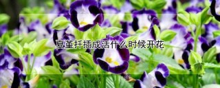 夏堇扦插成活什么时候开花,第1图