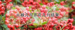 火棘几月开花几月结果,第1图