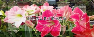 对红怎么养才能开花快,第1图