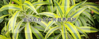 金边百合竹如何越养越好,第1图