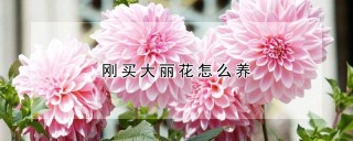 刚买大丽花怎么养,第1图