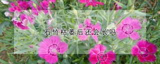 石竹枯萎后还会长吗,第1图