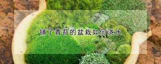 铺了青苔的盆栽如何浇水,第1图