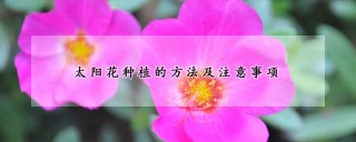 太阳花种植的方法及注意事项,第1图