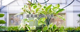 盆栽植物如何养,第1图