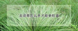 龙须草怎么养才能更旺盛,第1图