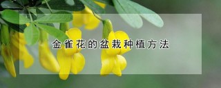 金雀花的盆栽种植方法,第1图