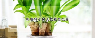 格鲁特小树人盆栽怎么养,第1图