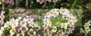 香雪球的养殖方法和注意事项有哪些,第1图