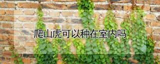 爬山虎可以种在室内吗,第1图