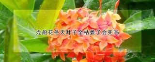 龙船花冬天叶子全枯萎了会死吗,第1图