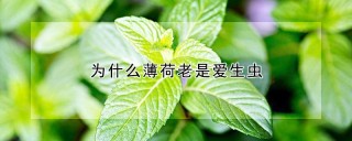 为什么薄荷老是爱生虫,第1图