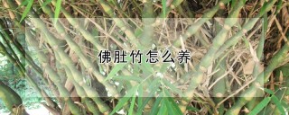 佛肚竹怎么养,第1图