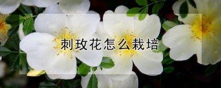 刺玫花怎么栽培,第1图