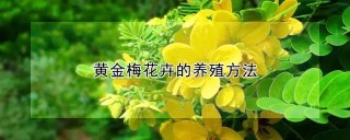 黄金梅花卉的养殖方法,第1图