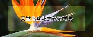 天堂鸟盆栽的养殖方法,第1图