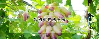 果树剪枝的方法,第1图