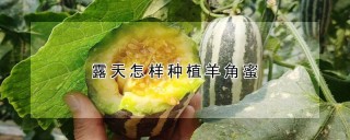 露天怎样种植羊角蜜,第1图