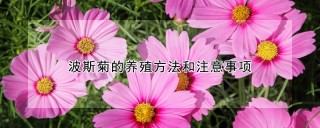 波斯菊的养殖方法和注意事项,第1图