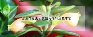 金鱼花夏天的养殖方法和注意事项,第1图