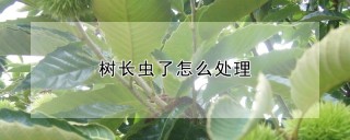 树长虫了怎么处理,第1图